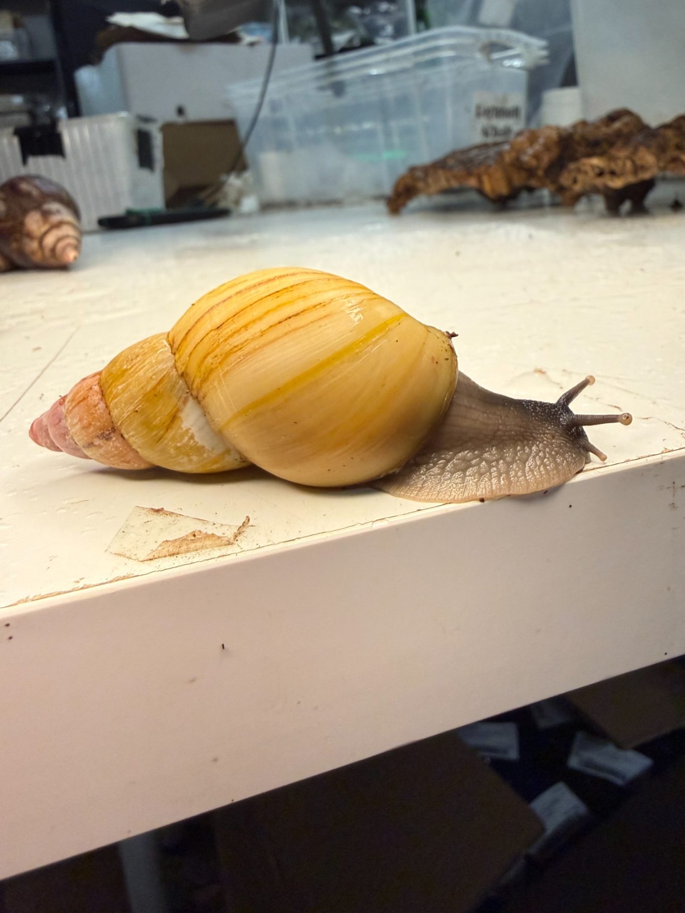 Elsa die Weise - Lissachatina zanzibarica