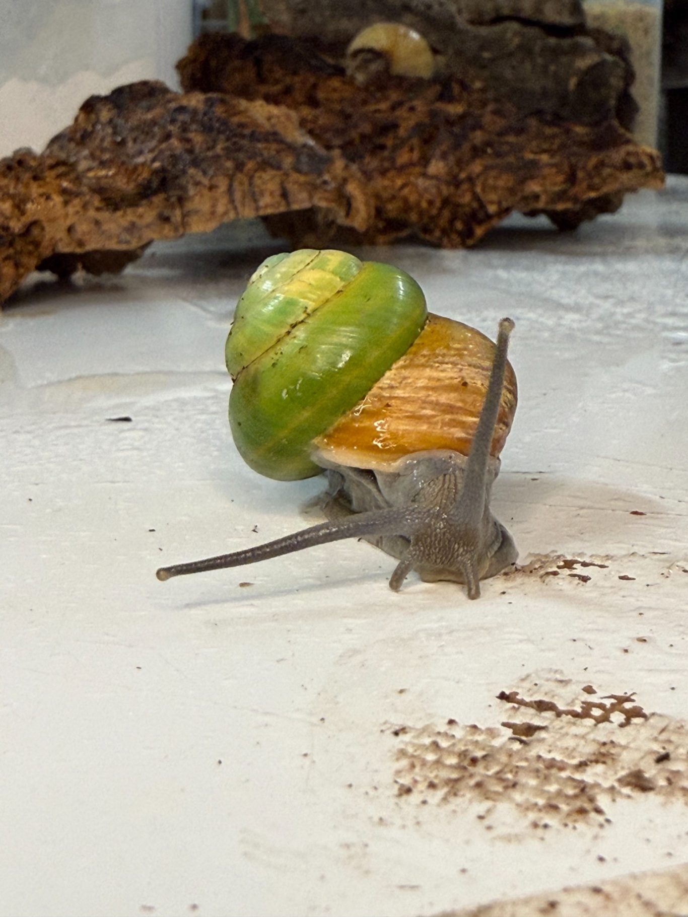 Hermit der Theoretiker - Asperitas bimaensis