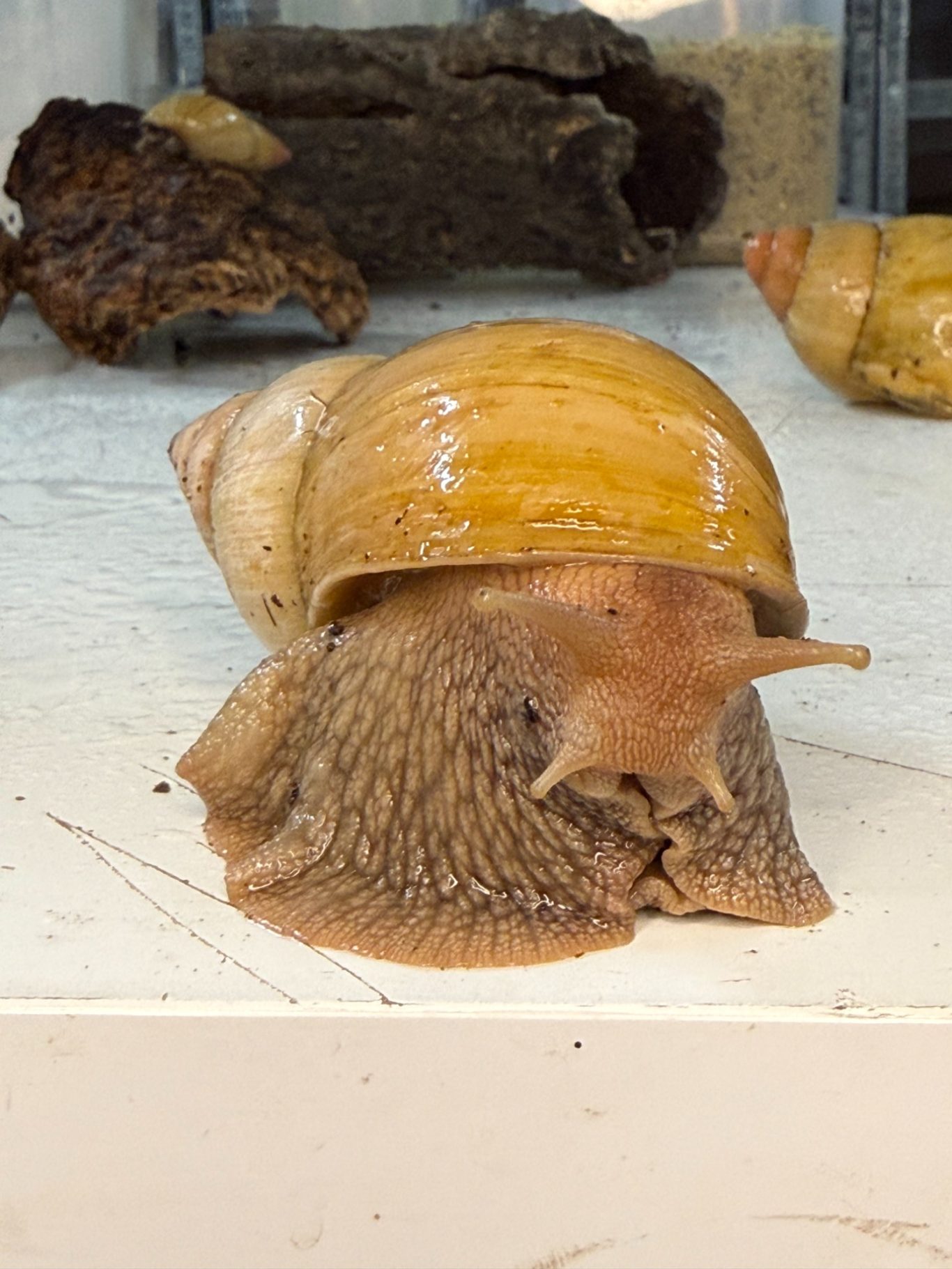 Babsi die Ernste - Lissachatina Fulica