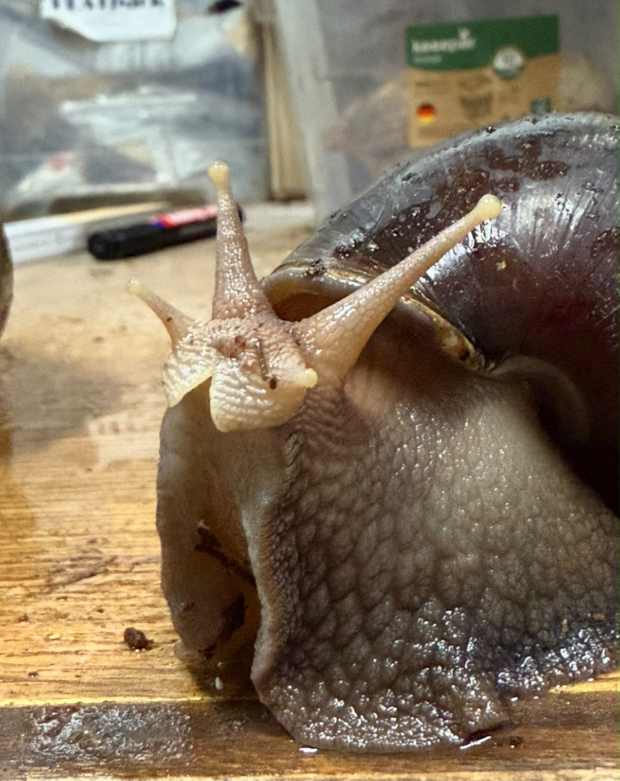 Bob der Glückliche - Lissachatina Fulica