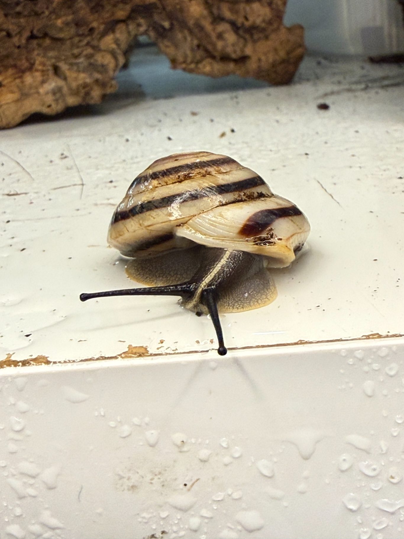 Kalle kopflos - Caracolus sagemon Cuba stripe